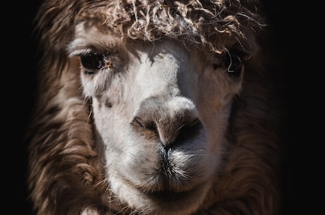 可爱的羊驼：alpaca