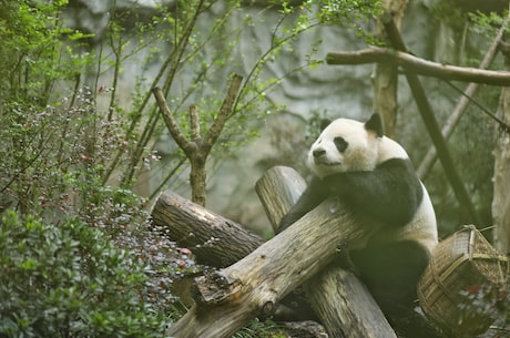 昆仑奴：古代中国神话传说中的巨人