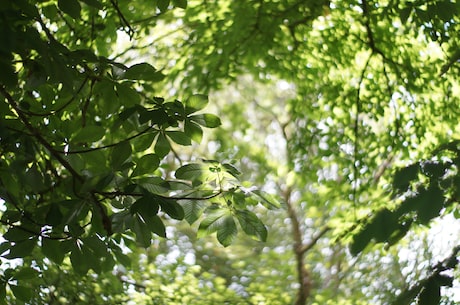 管林立：植树造林为什么如此重要？