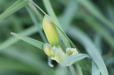 了解被子植物，了解生态之美